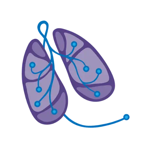 Illustration of a lung in purple