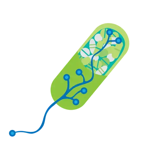 Illustration of a pill in light green